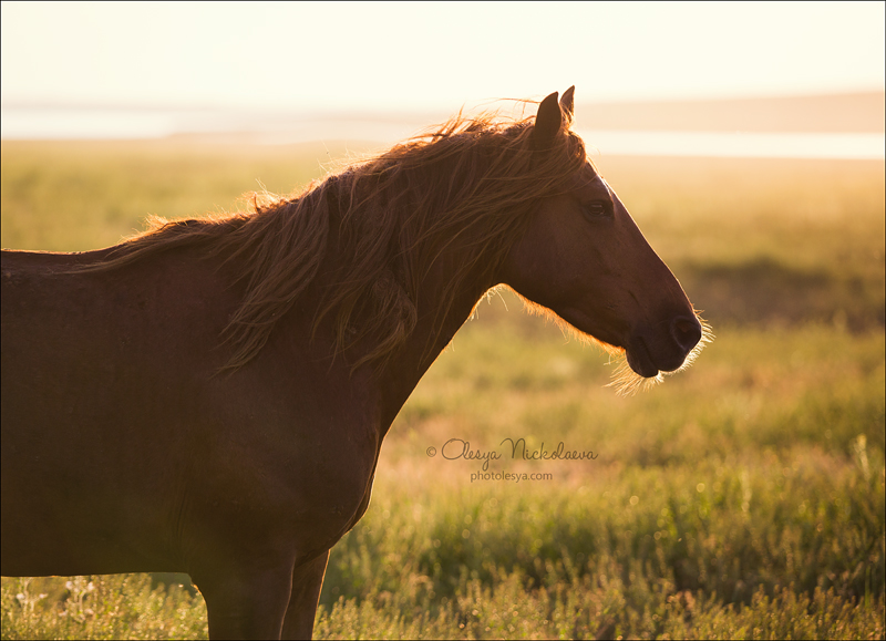 дикие лошади ◆ wild horses