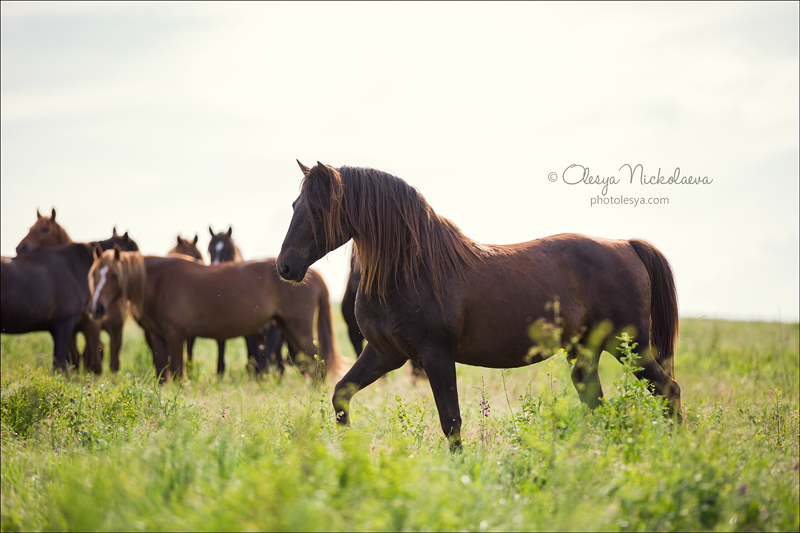 дикие лошади ◆ wild horses