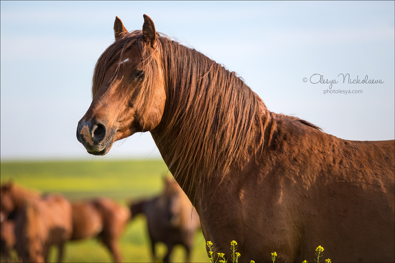 дикие лошади ◆ wild horses