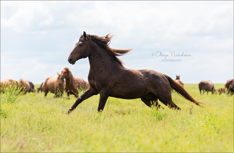 дикие лошади ◆ wild horses