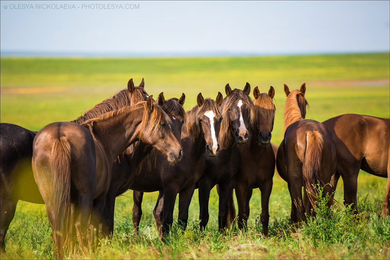 дикие лошади ◆ wild horses