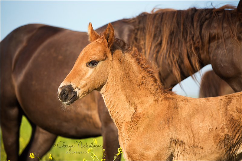 дикие лошади ◆ wild horses