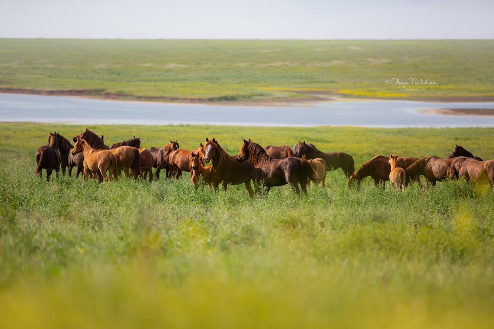 дикие лошади ◆ wild horses