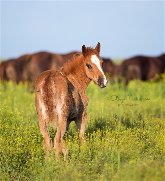 дикие лошади ◆ wild horses