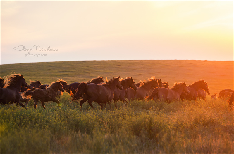 дикие лошади ◆ wild horses