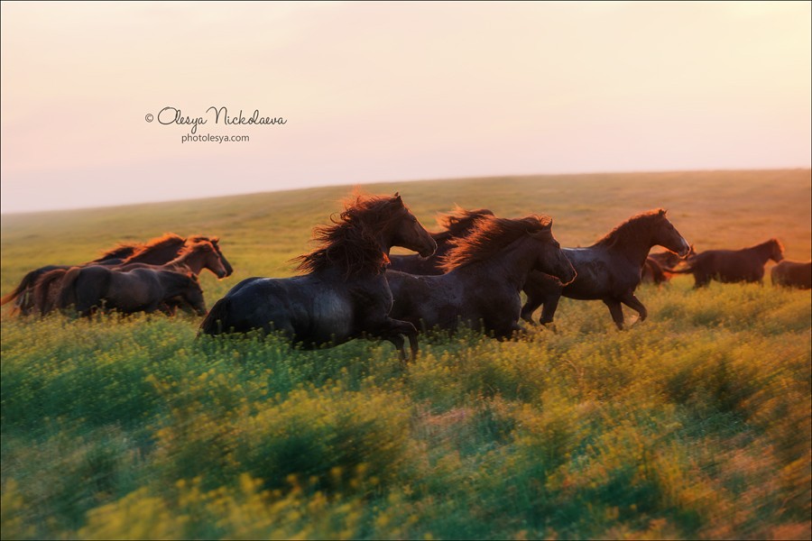 дикие лошади ◆ wild horses