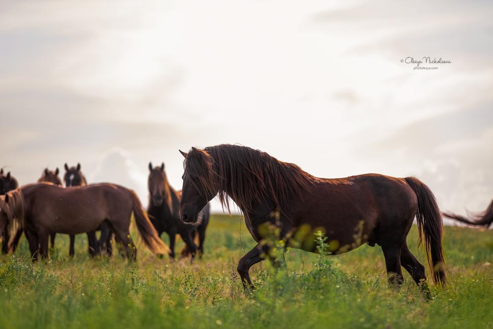 дикие лошади ◆ wild horses