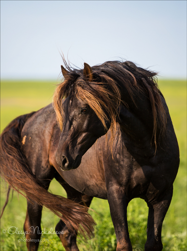дикие лошади ◆ wild horses