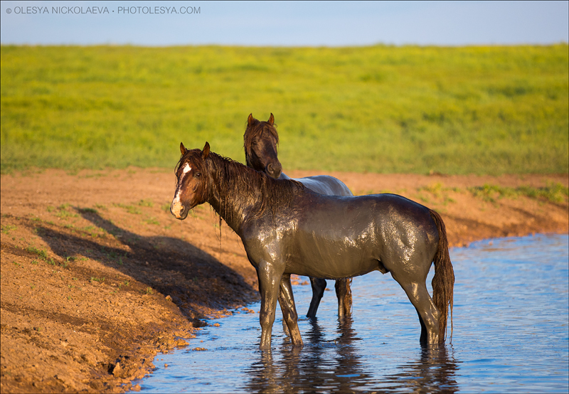 дикие лошади ◆ wild horses