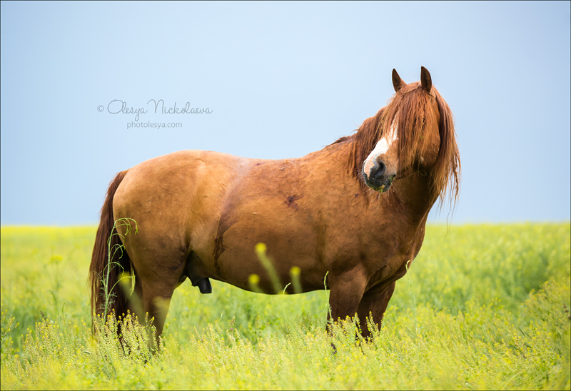 дикие лошади ◆ wild horses