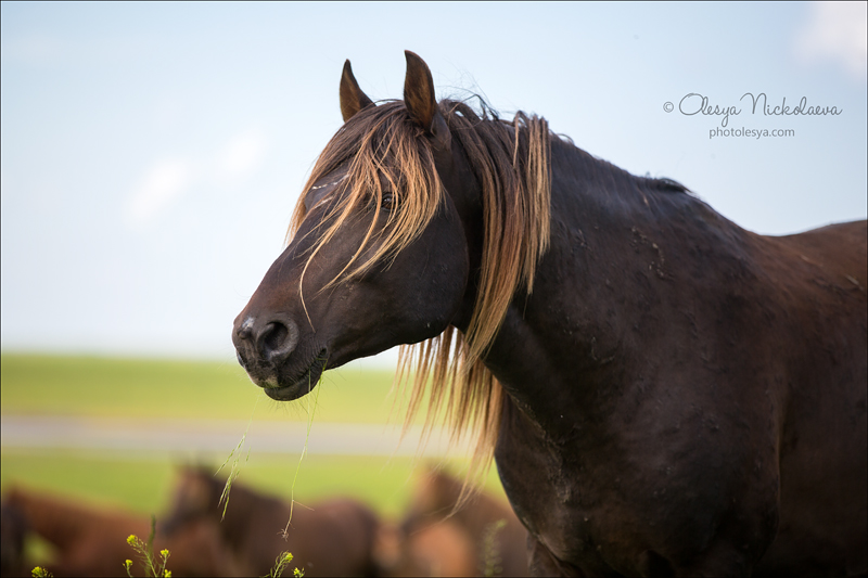 дикие лошади ◆ wild horses
