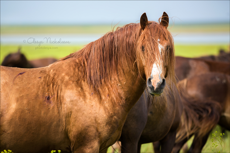 дикие лошади ◆ wild horses