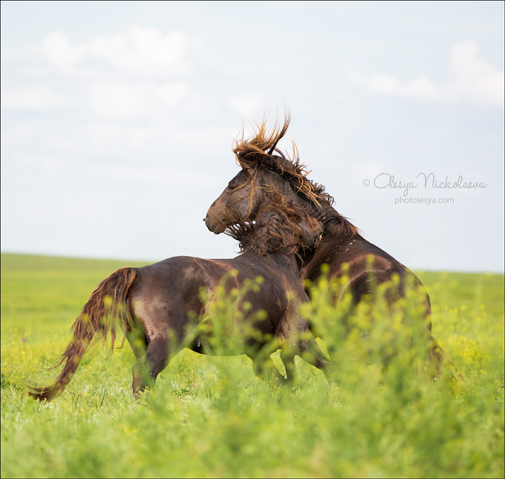 дикие лошади ◆ wild horses