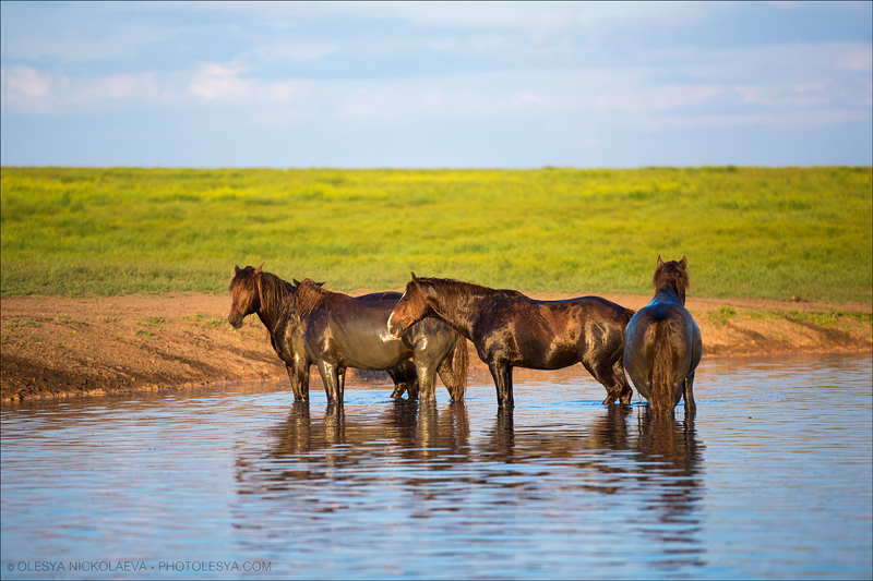 дикие лошади ◆ wild horses