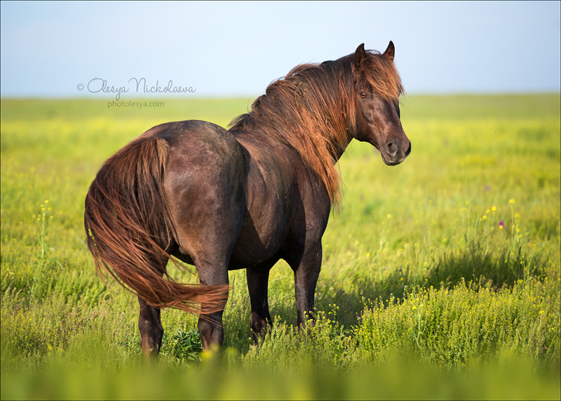 дикие лошади ◆ wild horses