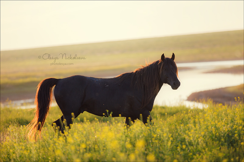 дикие лошади ◆ wild horses