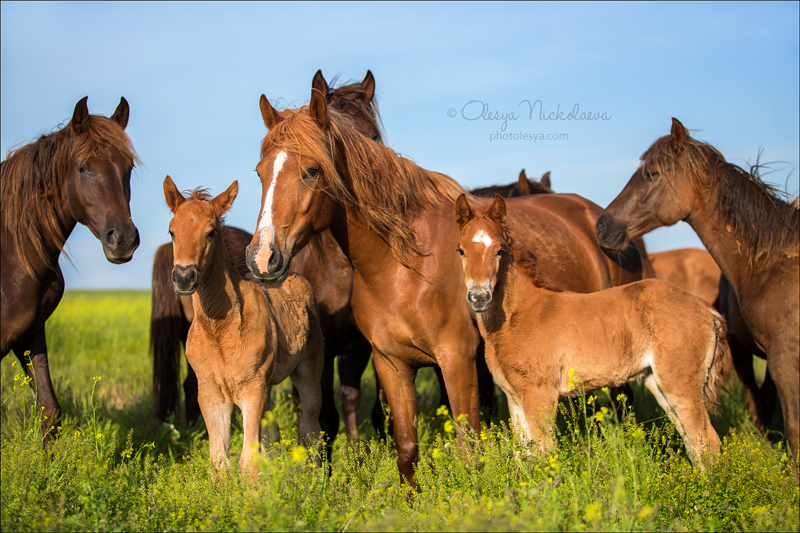 дикие лошади ◆ wild horses