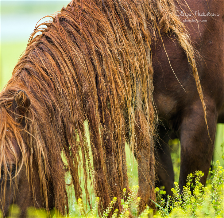 дикие лошади ◆ wild horses