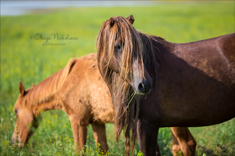 дикие лошади ◆ wild horses