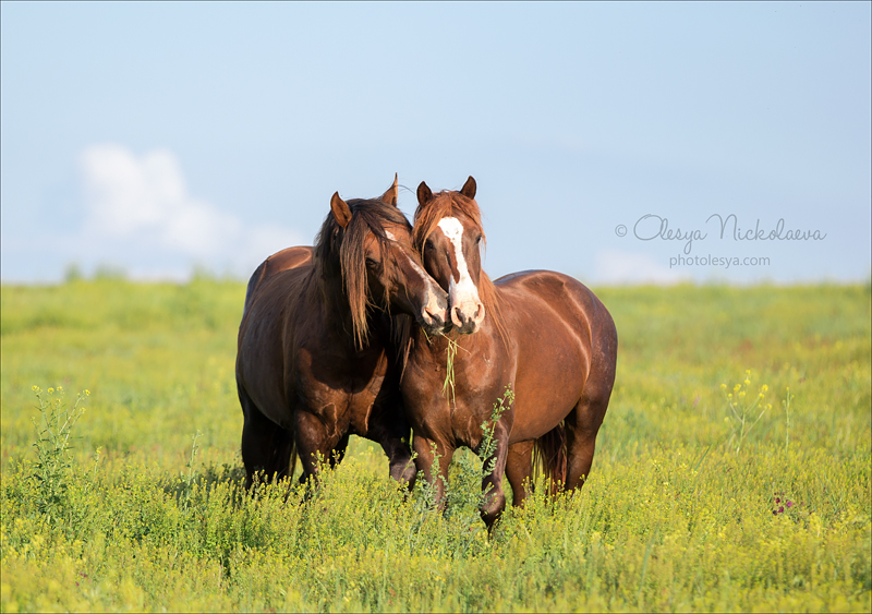 дикие лошади ◆ wild horses