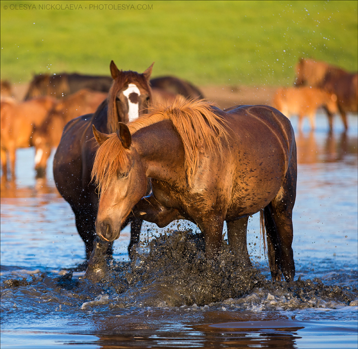 дикие лошади ◆ wild horses