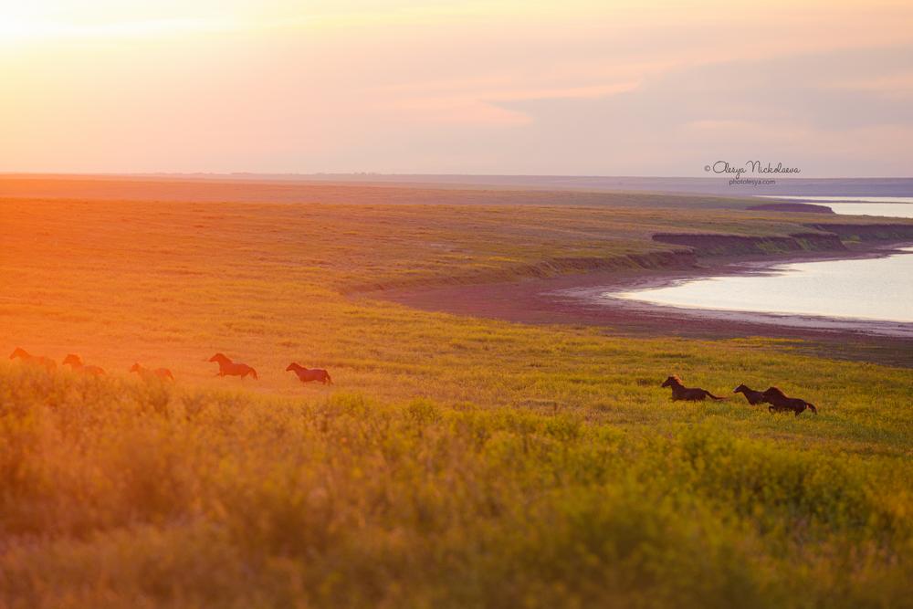 дикие лошади ◆ wild horses