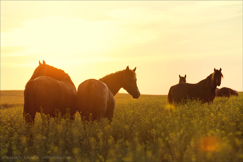 дикие лошади ◆ wild horses