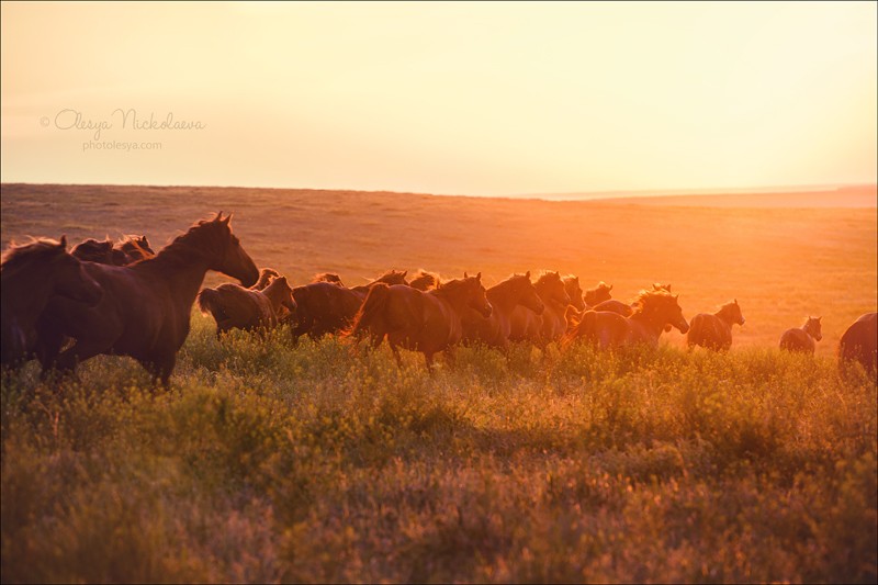 дикие лошади ◆ wild horses
