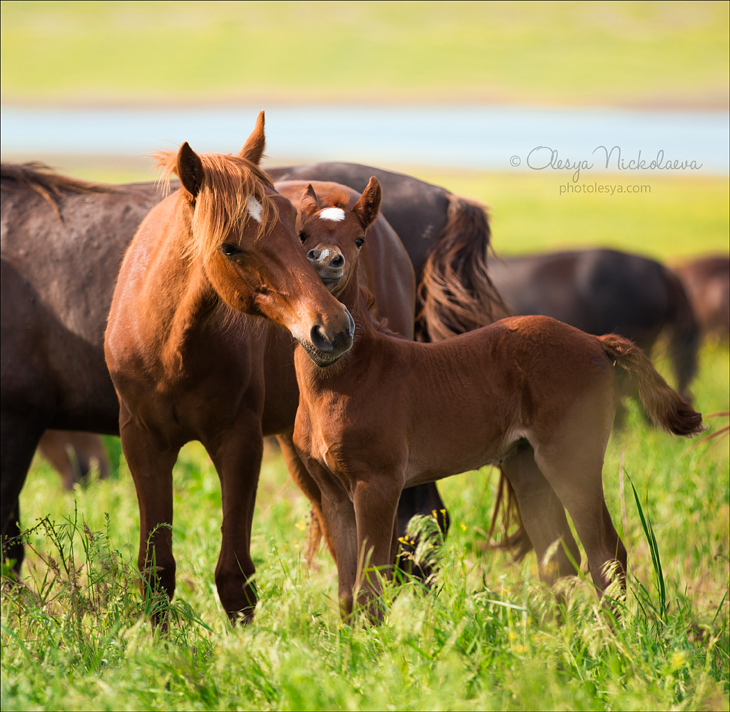 дикие лошади ◆ wild horses