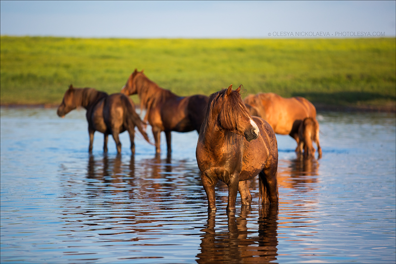 дикие лошади ◆ wild horses