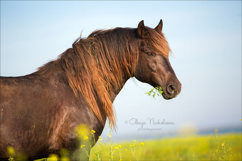 дикие лошади ◆ wild horses