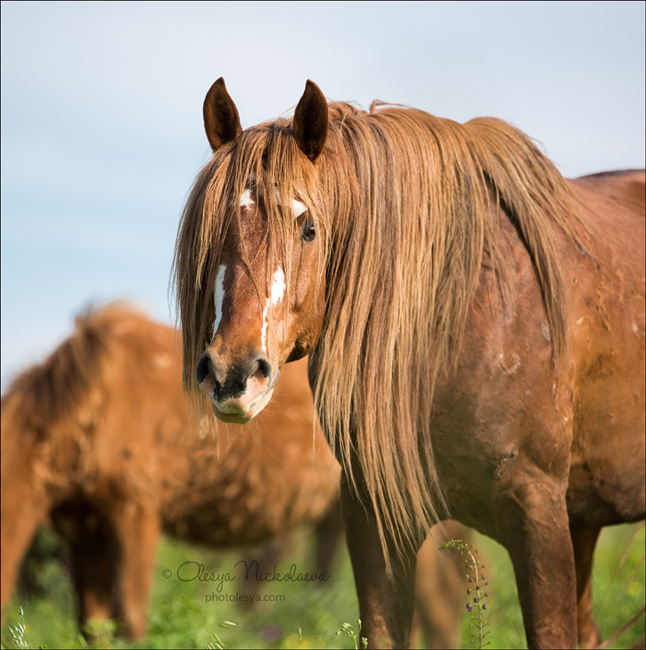 дикие лошади ◆ wild horses