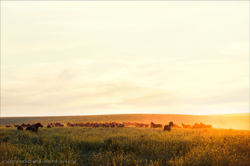дикие лошади ◆ wild horses