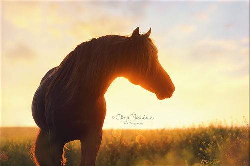 дикие лошади ◆ wild horses