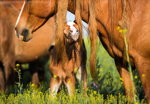 дикие лошади ◆ wild horses