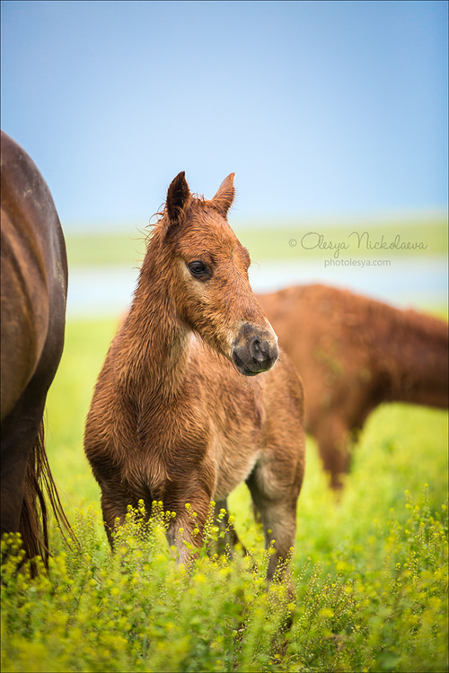дикие лошади ◆ wild horses