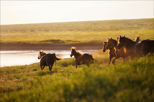 дикие лошади ◆ wild horses