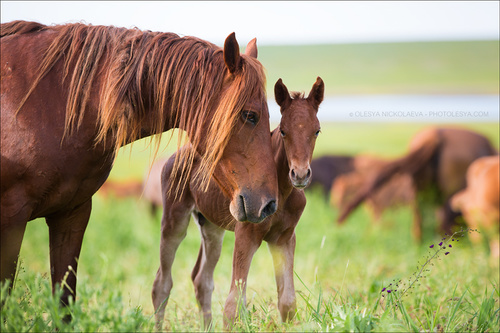 дикие лошади ◆ wild horses