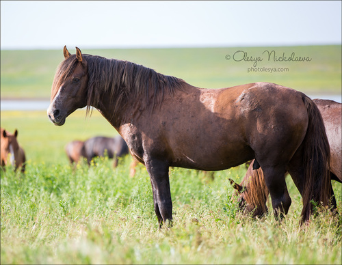 дикие лошади ◆ wild horses