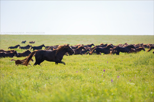 дикие лошади ◆ wild horses