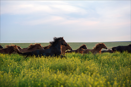 дикие лошади ◆ wild horses