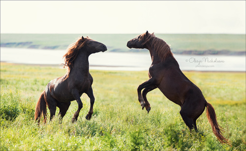 дикие лошади ◆ wild horses