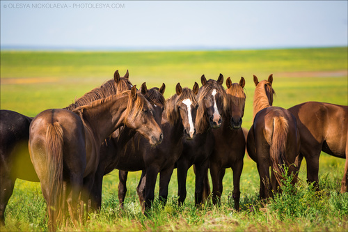 дикие лошади ◆ wild horses