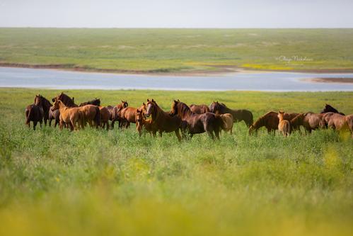 дикие лошади ◆ wild horses