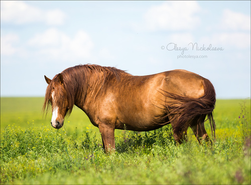 дикие лошади ◆ wild horses