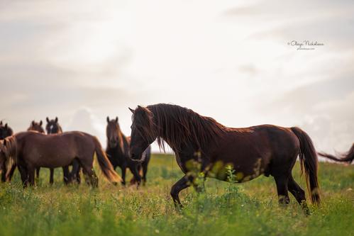 дикие лошади ◆ wild horses