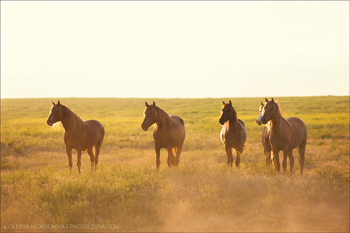 дикие лошади ◆ wild horses