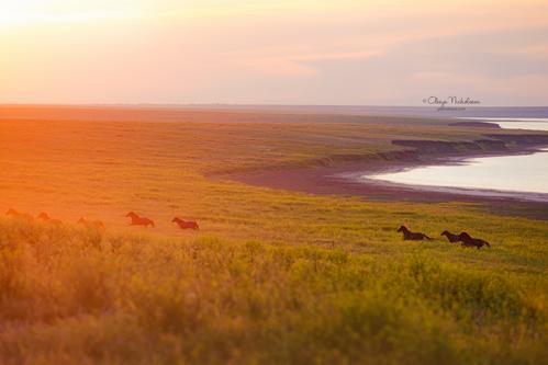 дикие лошади ◆ wild horses