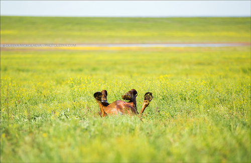 дикие лошади ◆ wild horses