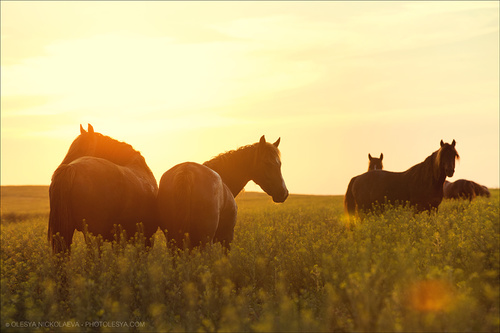 дикие лошади ◆ wild horses